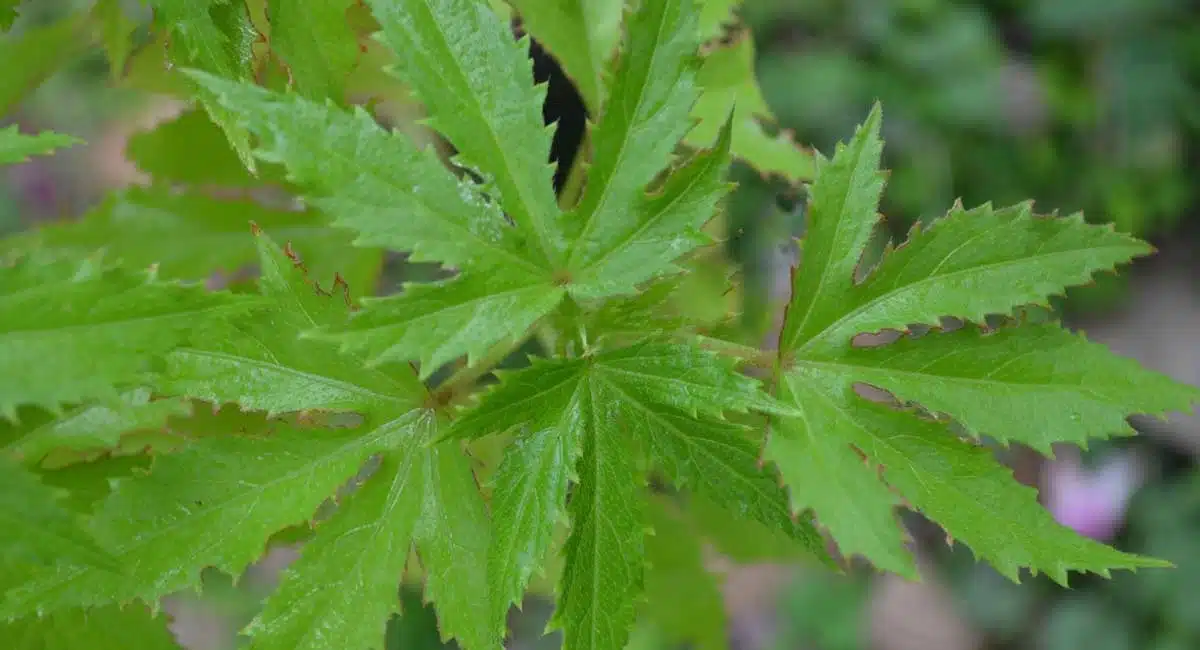 Health Benefits of gongura