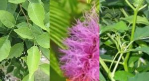 Vastu Tips if you plant these 5 plants in your house all you get is gold