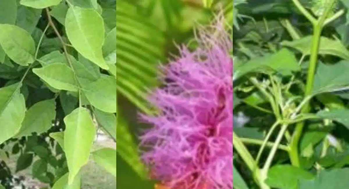 Vastu Tips if you plant these 5 plants in your house all you get is gold