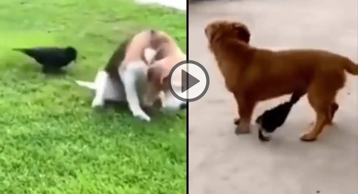 Viral Video in Unfortunately, the dog can't do anything back