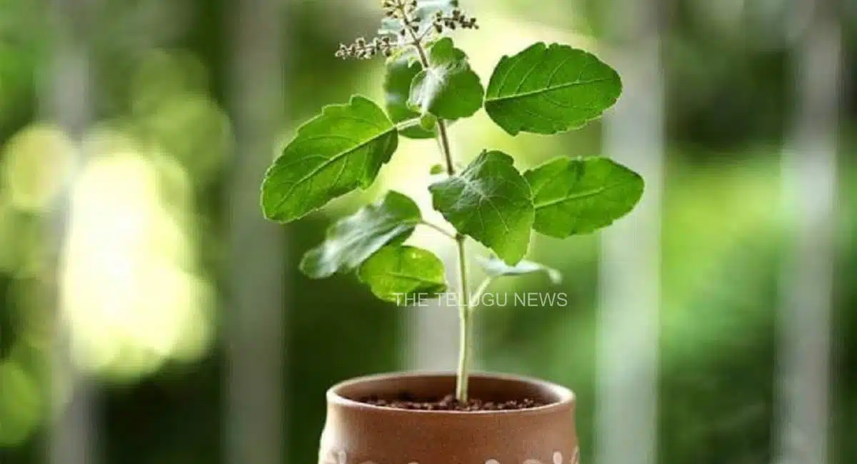 Family Crisis This plant foretells crisis in family
