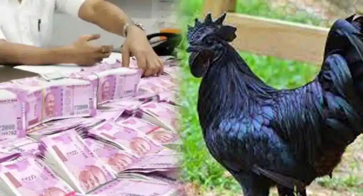 Business Idea Invest rs 50,000 in kadak nath chicken poultry get lakhs of rupees