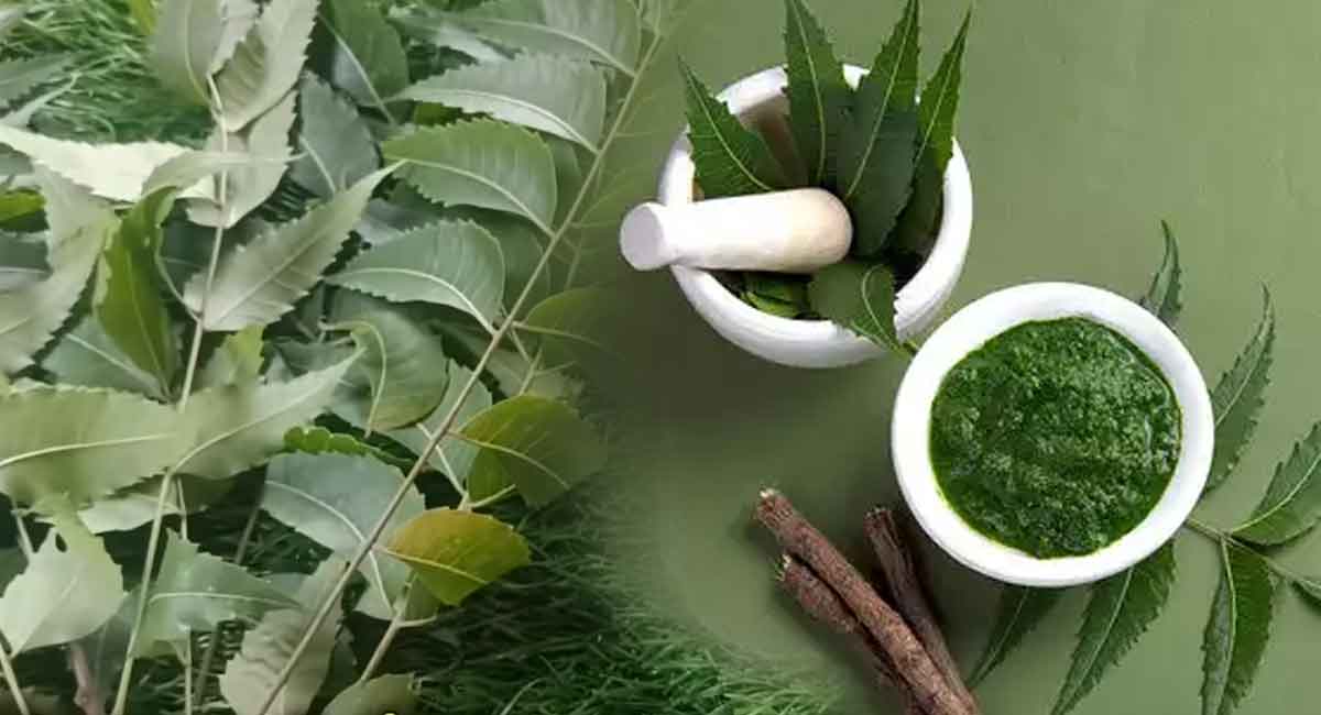 Health Benefits : వేప మొక్కలో మీకు తెలియని కొన్ని విషయాలు.! ఎన్నో రకాల వ్యాధులకు చెక్.!!