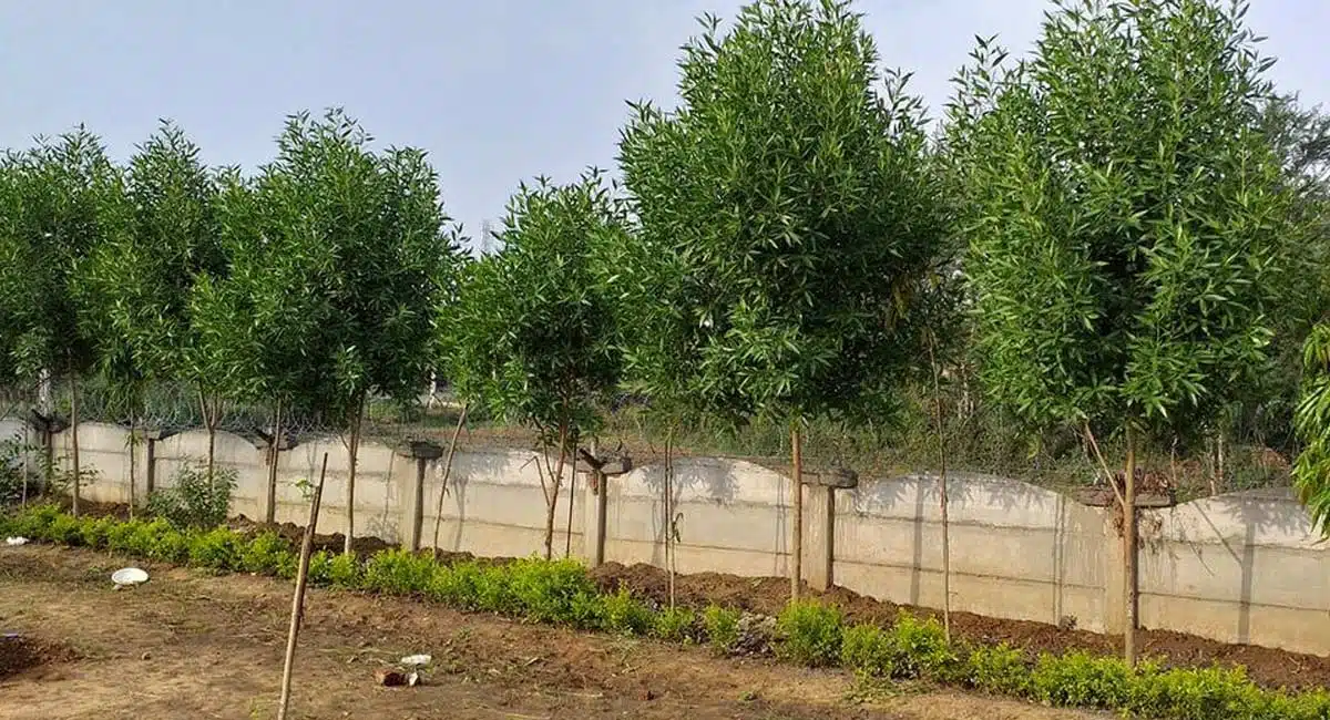 Conocarpus Trees are very dangerous on full details