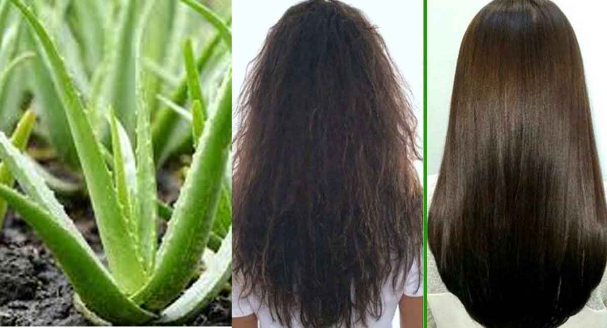 Hair Tips : కలబంద లో వీటిని కలిపి రాస్తే.. ఈ మూడు సమస్యలకు చెక్ పెట్టవచ్చు..