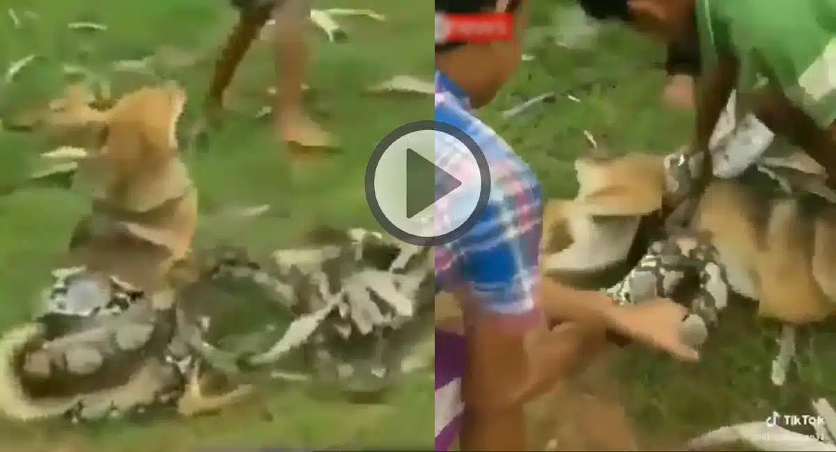 Viral Video on python that wrapped around the dog while protecting