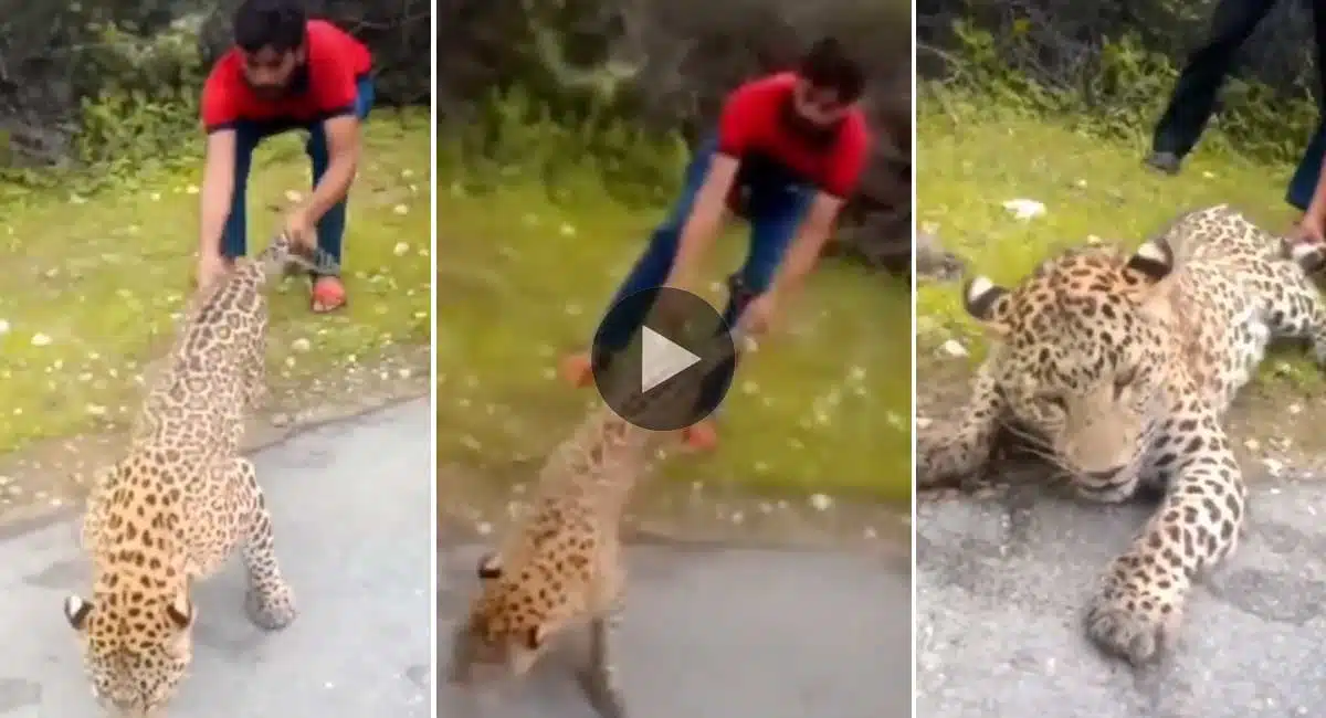 A man who pulled the leopard by the tail Video