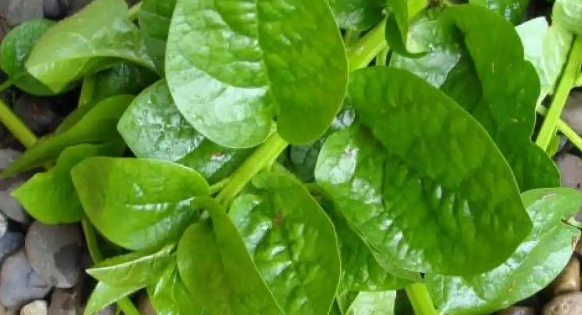 Health Benefits of spinach leaves