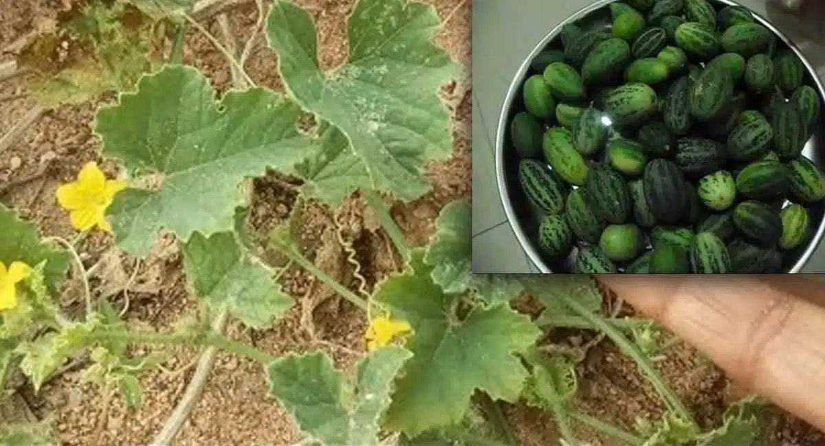 Health Benefits of budama kaya For Some Diseases