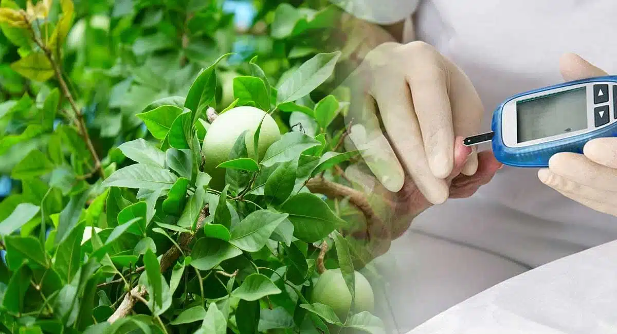 Eating Of Indian bael Leaf Will Control Your Diabetes