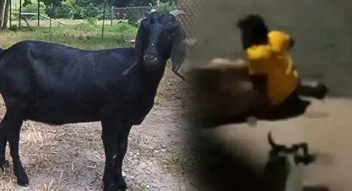 man rapee of goat in tamilnadu