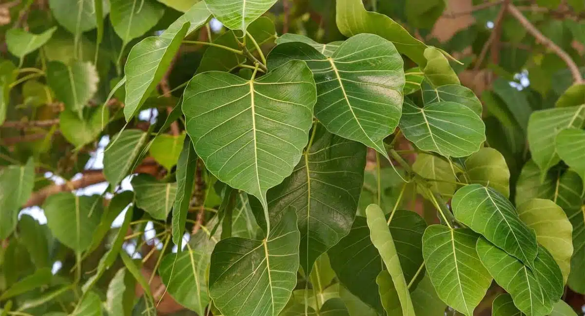 Vastu Tips if Raavi falls on people on a tree