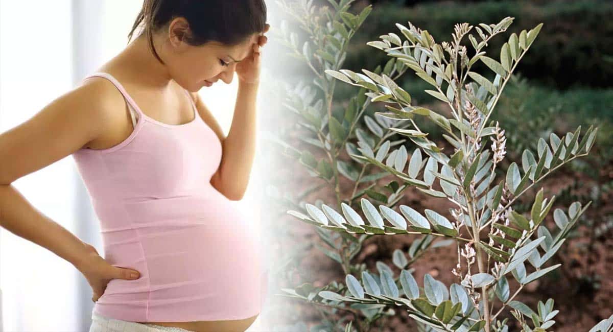 Health Tips : గర్భధారణ సమయంలో లికోరైస్ తినవచ్చా…? తింటే ఏమవుతుంది…?