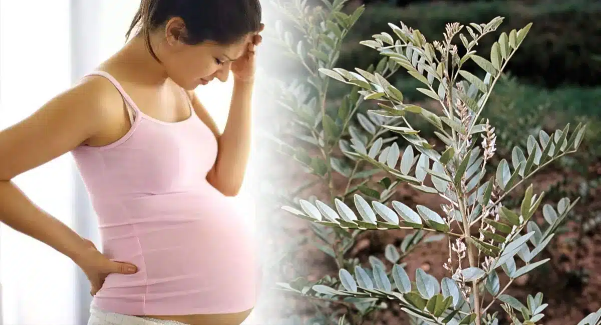 Health Tips Can Liquorice be eaten during pregnancy