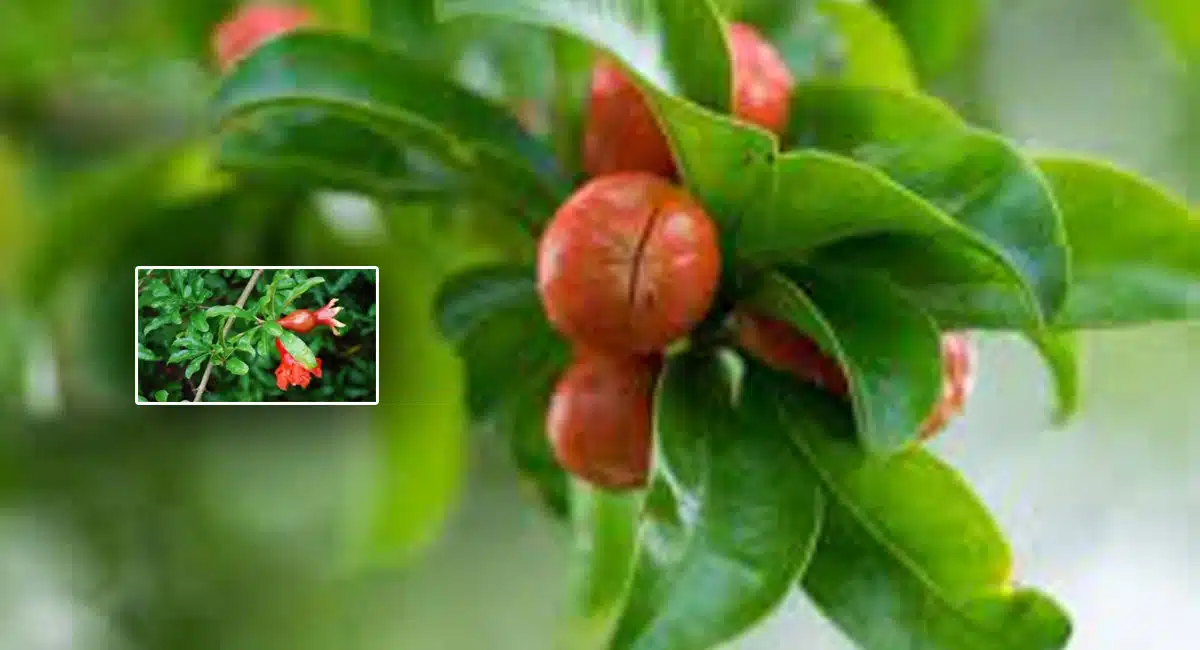 Health Benefits of Eating pomegranate fruit