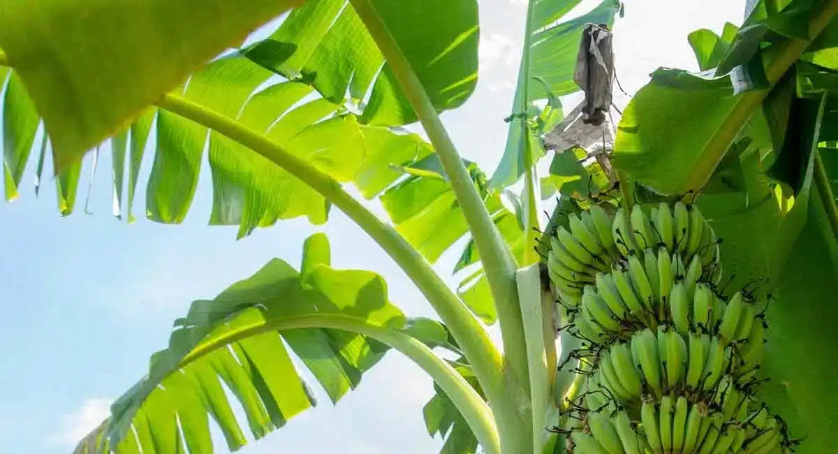 Vastu Tips Do not grow the banana tree in this direction