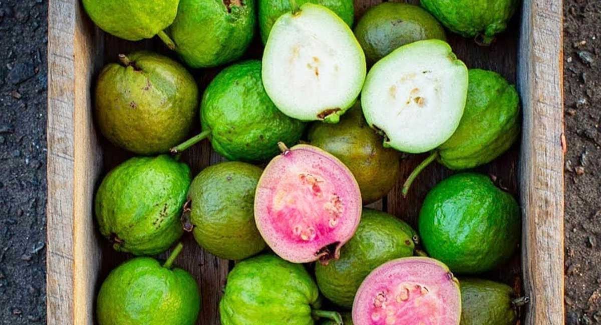 Guava Benefits : వైట్ & రెడ్ ఏ జామ పండు మంచిది… నిపుణులు ఏమంటున్నారంటే…!