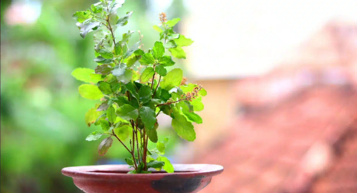Health Benefits of taking four tulsi leaves
