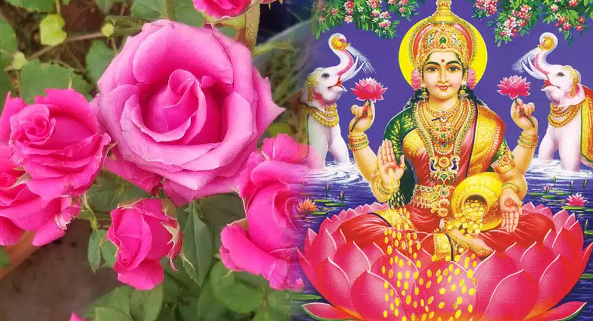 If you do this with rose petals Lakshmi Devi is in your house