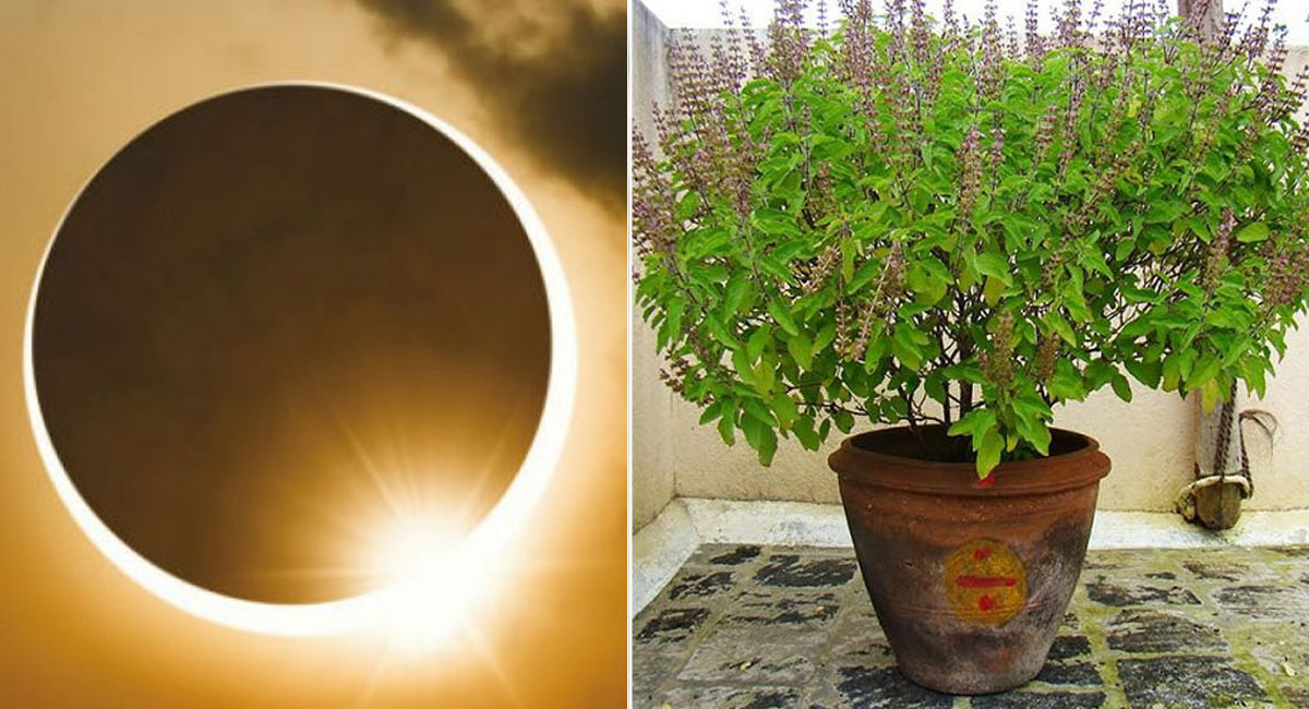 Solar Eclipse : సూర్య గ్రహానికి ముందు రోజులలో తులసమ్మ దగ్గర ఈ పొరపాట్లు చేయకండి… మహా పాపం చుట్టుకున్నట్లే…!