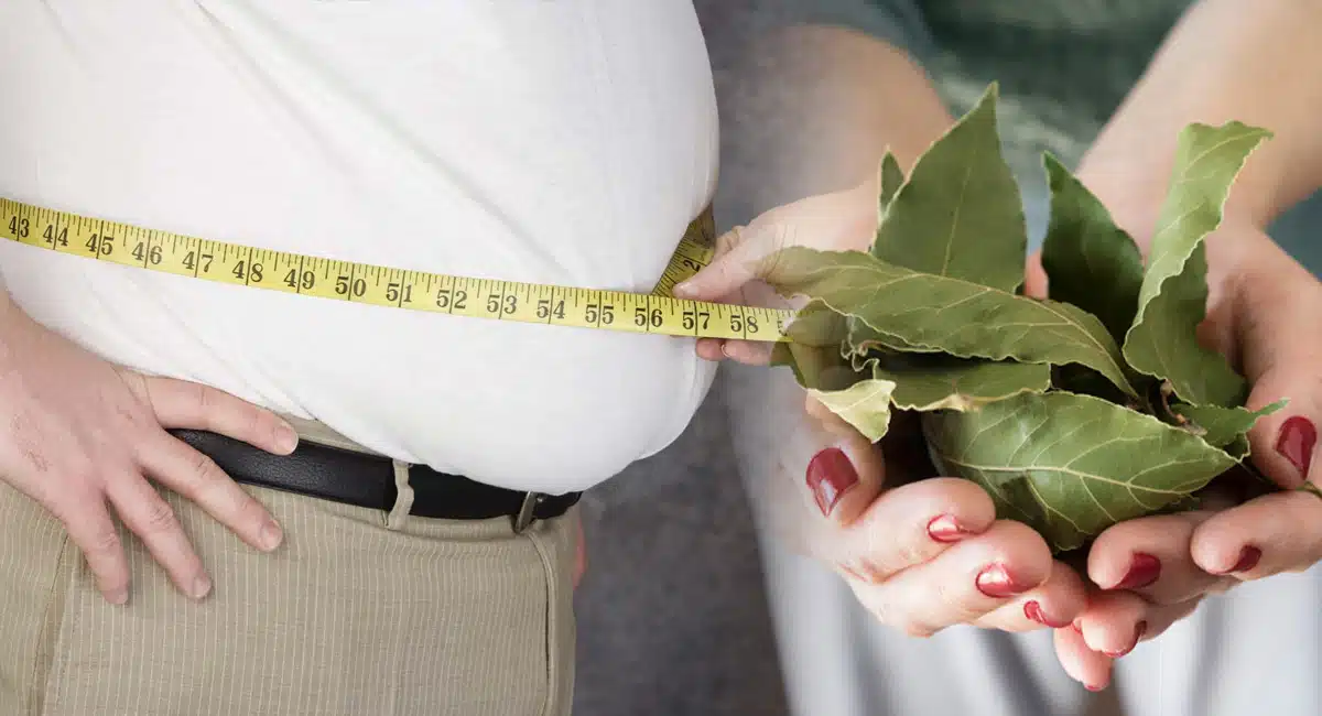 health benefits overweight of Palau leaves or bay leaves