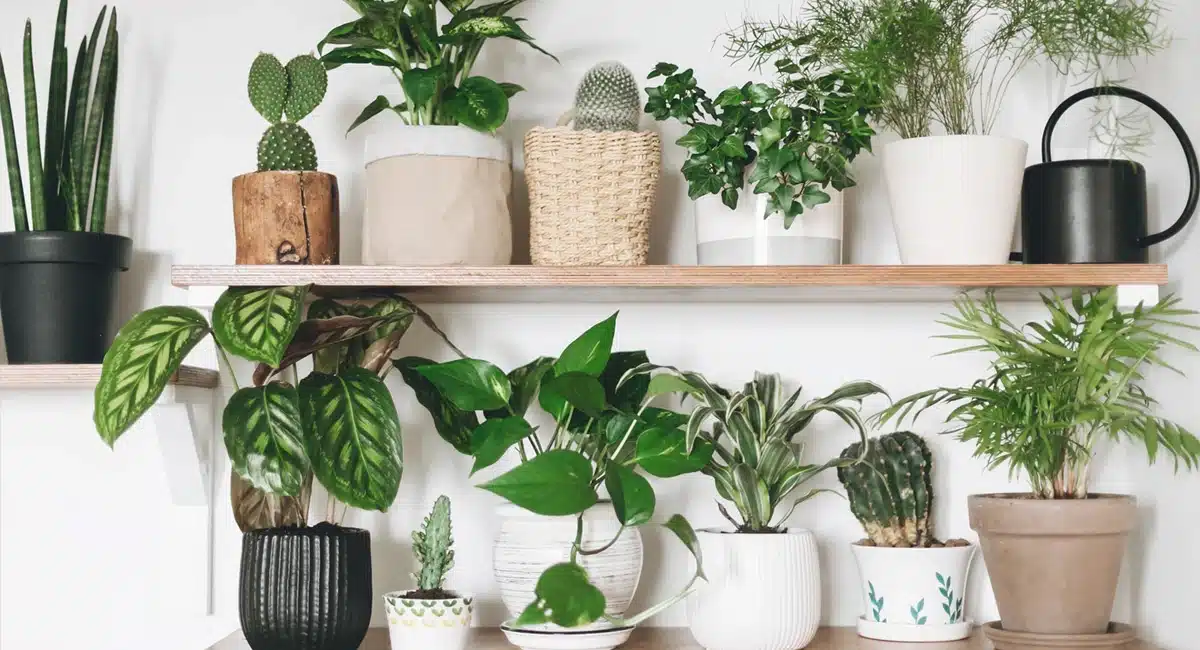 Vastu Tips on These plants attract like a magnet