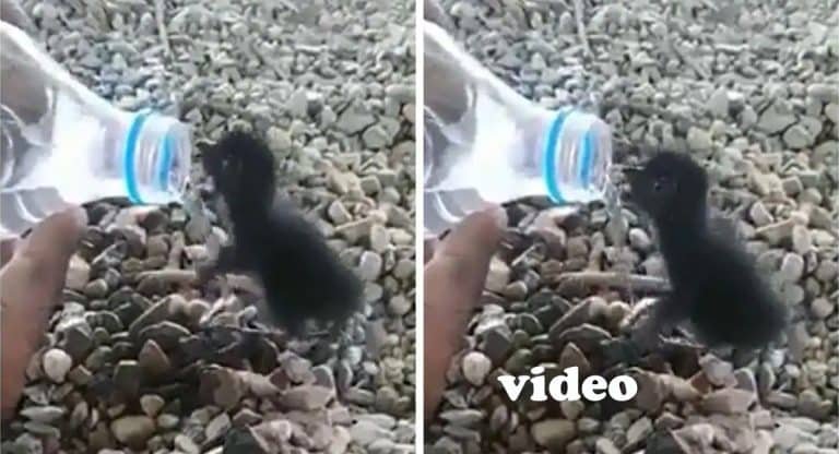 Viral Video : దాహంతో ఉన్న పిల్ల పెంగ్విన్… వైరల్ అవుతున్న వీడియో…!