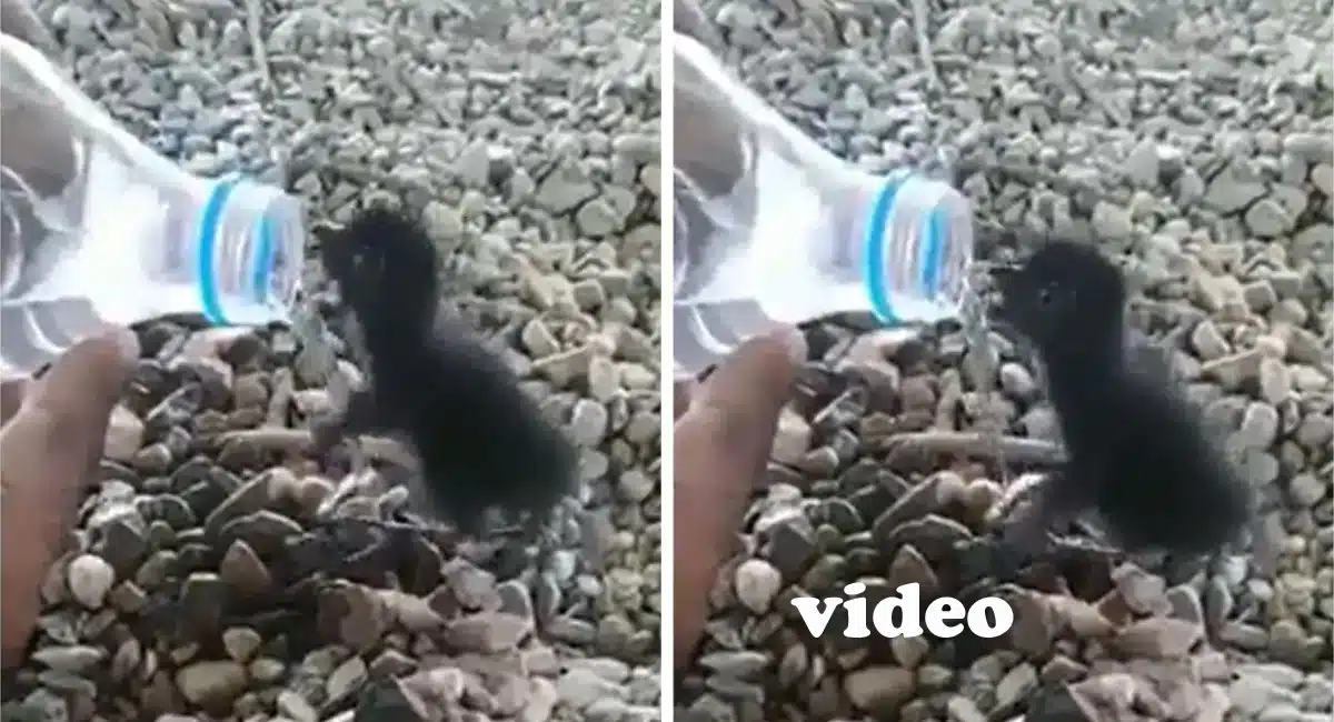 Viral Video A man help the baby penguin