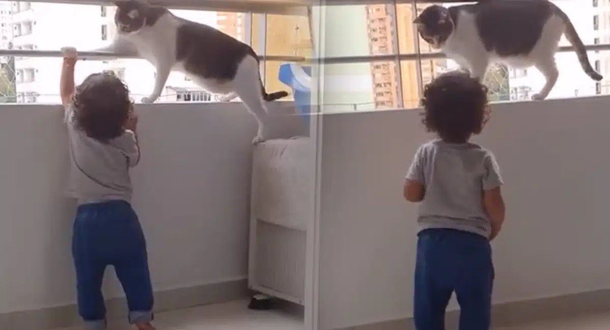 cat bodygaurd to the child video viral