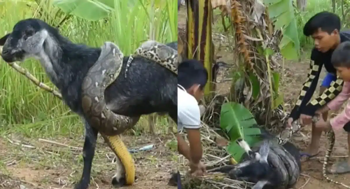 viral video children save the goat from python