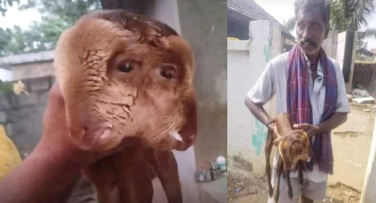 Viral News : రెండు తలలతో పుట్టిన గొర్రె పిల్ల.. దాన్ని చూడటానికి క్యూ కట్టిన జనాలు.. అమావాస్య ముందు అరిష్టమా?