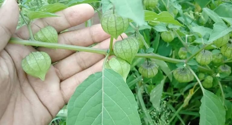 Health Benefits : ఈ మొక్క ఎక్కడ కనిపించినా అస్సలు వదలకండి… వజ్రం కంటే విలువైనది…!