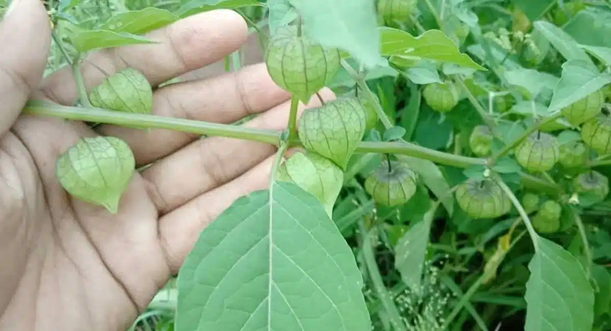 Health Benefits of budama was alert