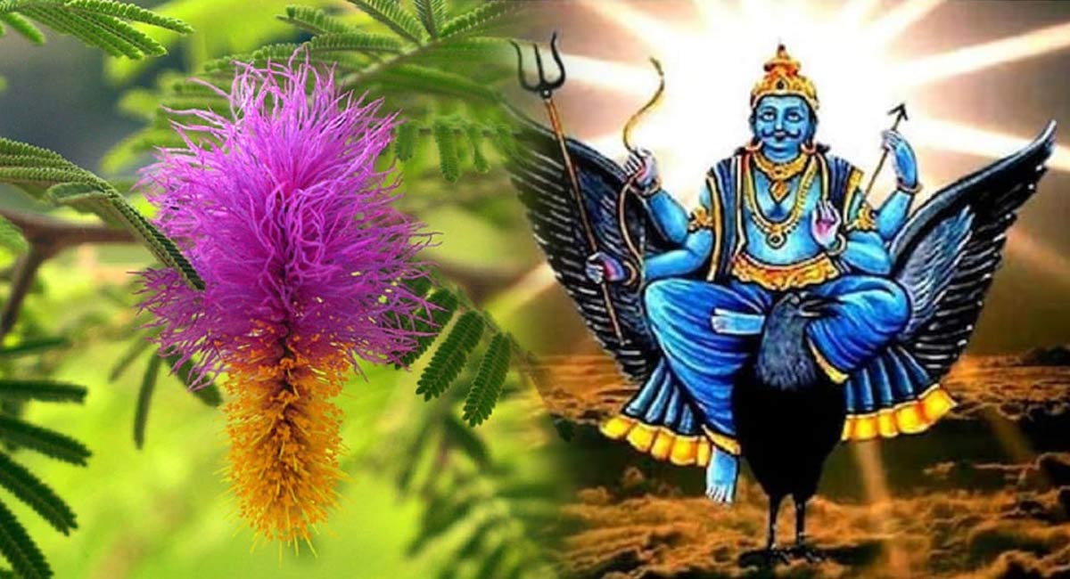 Shani Doshas : ఈ మొక్కను శనివారం నాడు పూజిస్తే చాలు కష్టాలు తో పాటు శని దోషాలు కూడా పోతాయి…!