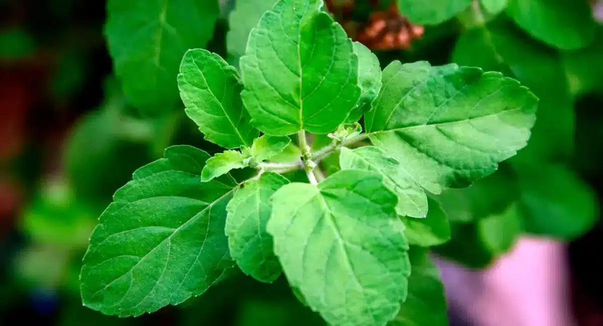 Amazing Health Benefits uses of Tulsi leaves in winter