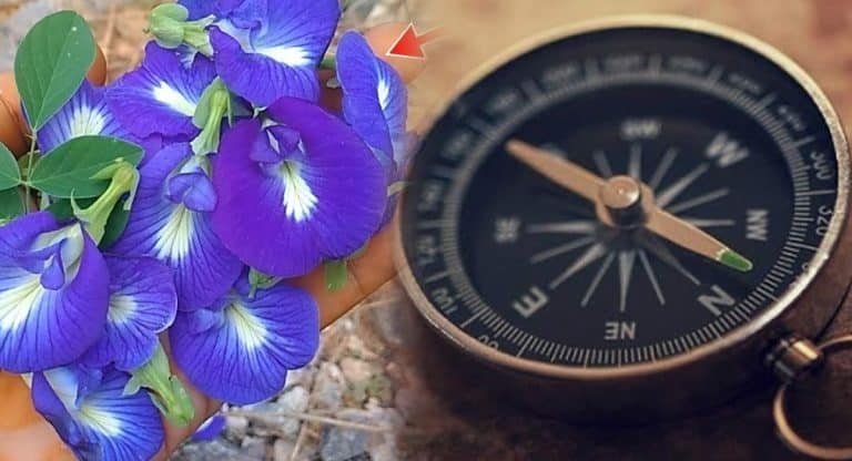 Vastu Tips : ఈ మొక్కలు మీ ఇంట్లో ఉన్నట్లయితే సంపద పెరుగుతుంది.. ఏ పని చేసిన శుభమే…!