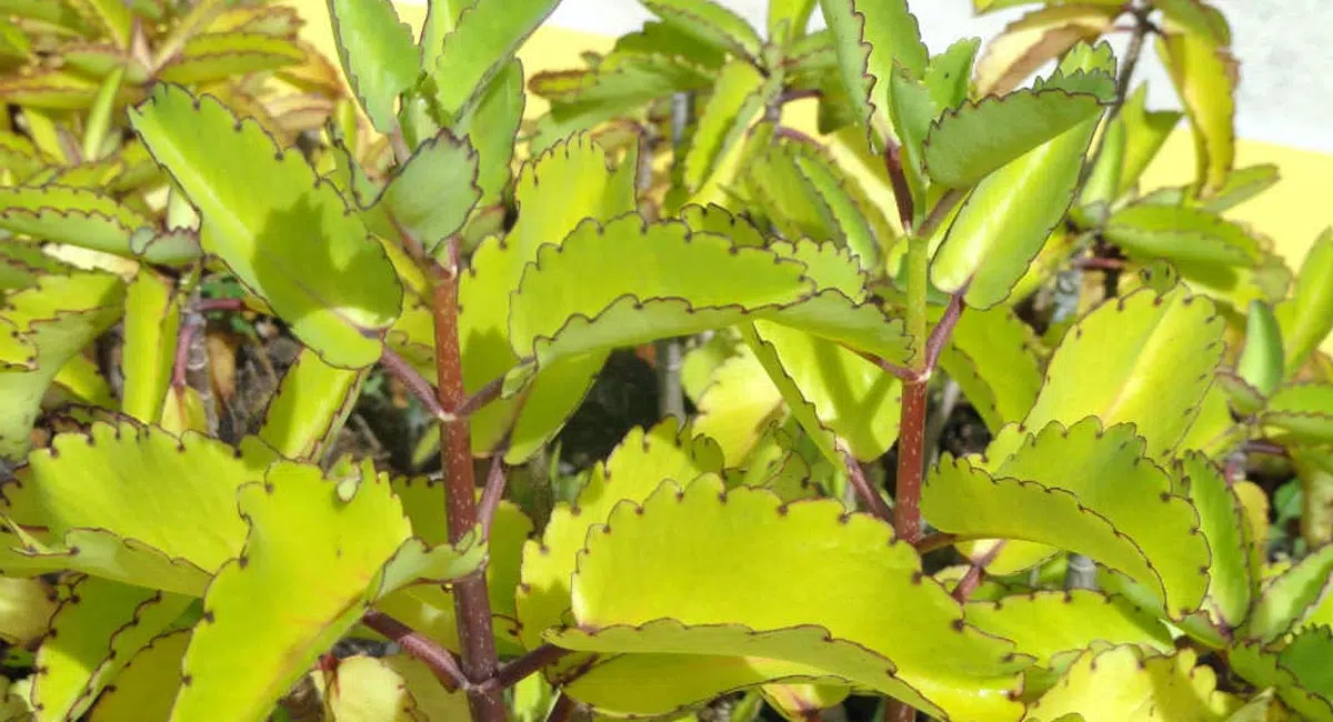 Health Benefits of Ranapala plant