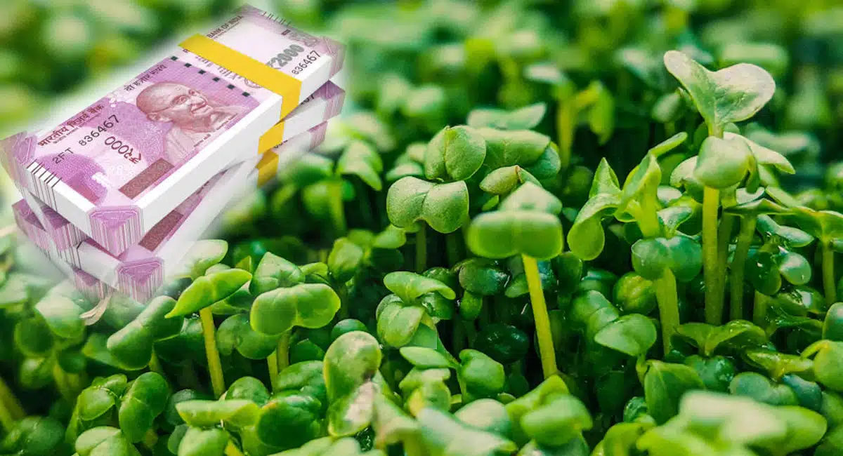 Business Idea on Eggplant and Lettuce in Fenugreek
