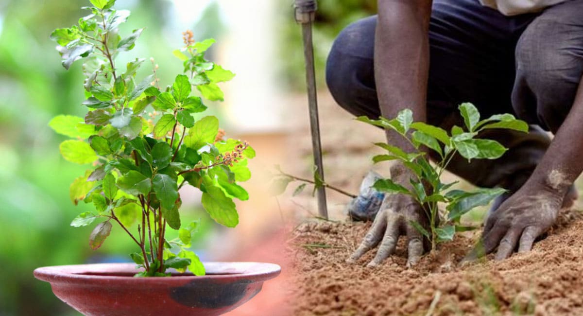 Tulasi Plant : తులసి మొక్కతో పాటు ఈ మొక్కలని పొరపాటున కూడా నాటకండి… మీరు సమస్యలో పడినట్లే…!