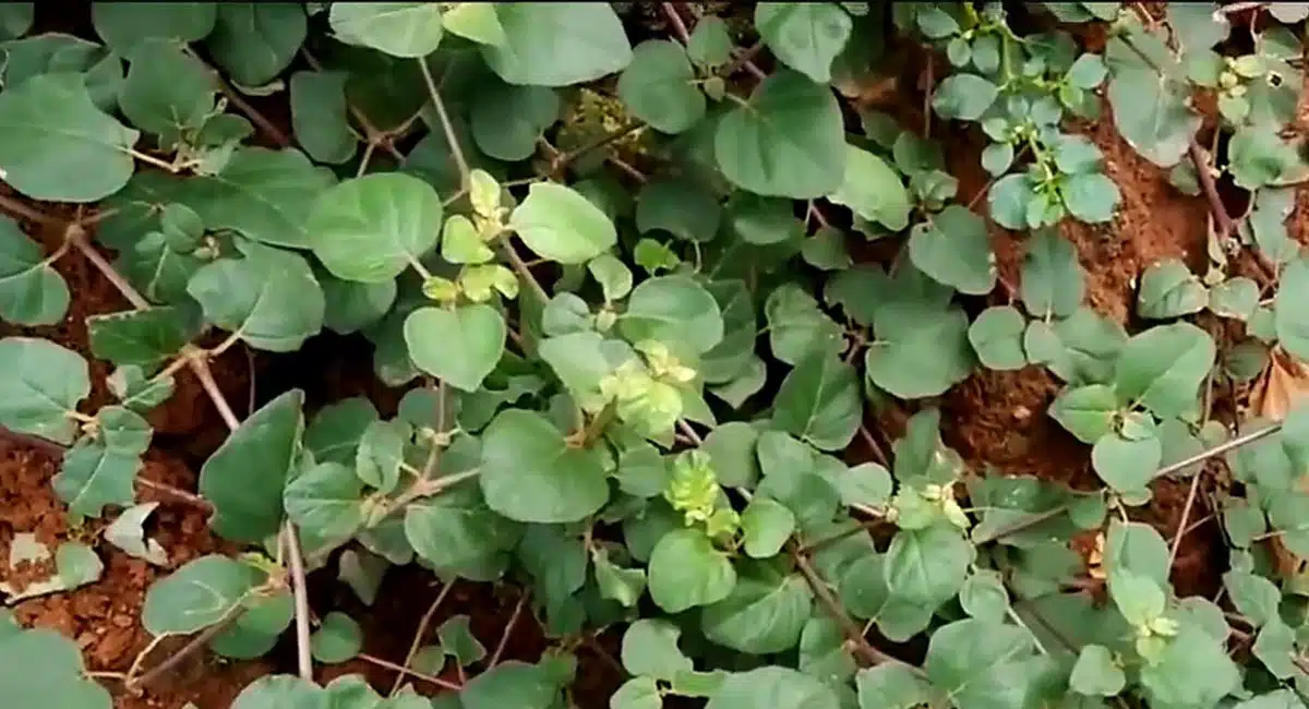 Health Tips on White galijera leaf
