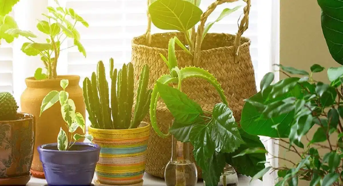 Vastu Tips on If you have these plants in your house, there will be trouble