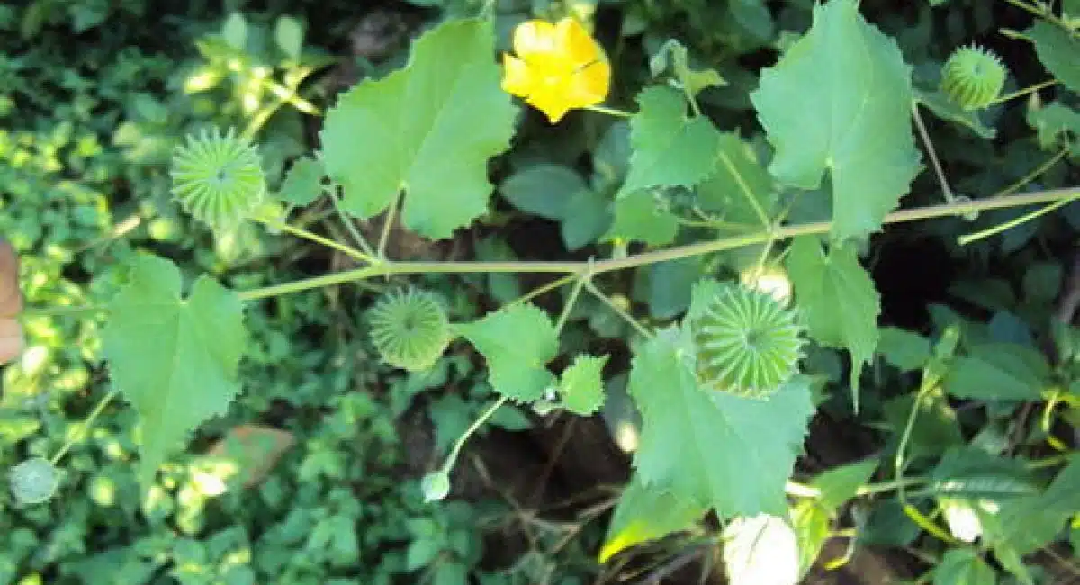 Health Benefits of Atibala plant