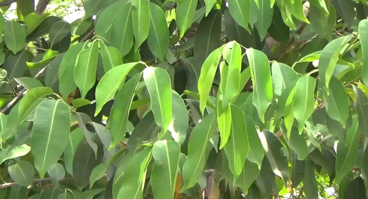 Health Tips on neredu leaves