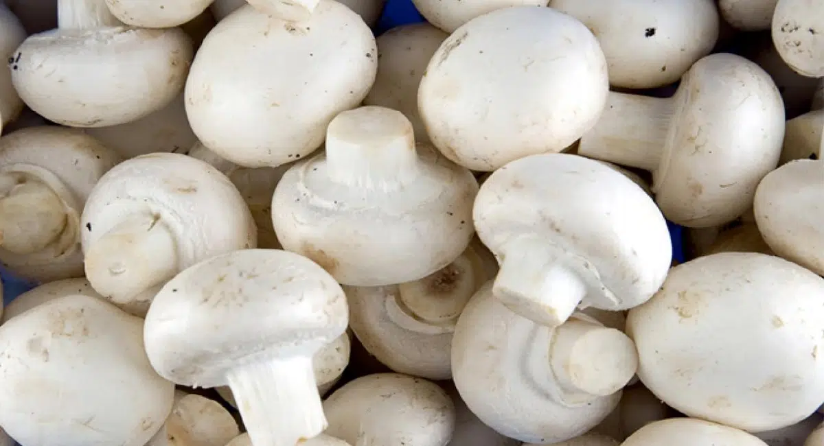 Health Tips in Mushrooms