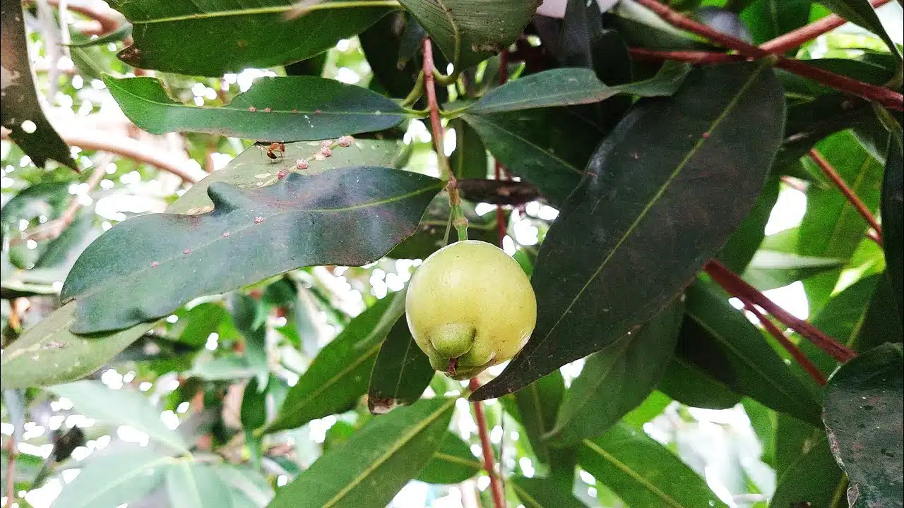 Health Benefits of The Southeast Asian fruit is the rose apple