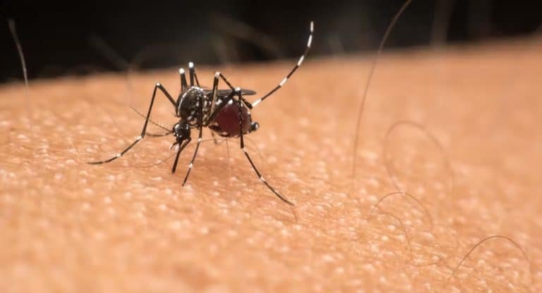 Mosquitoes : ఇంట్లో ఉన్న దోమలు అన్ని కూడా ఎటువంటి కెమికల్స్ వాడకుండా పరార్…!!