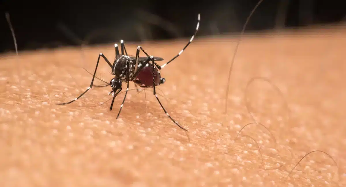 All the mosquitoes in the house can escape without using any chemicals