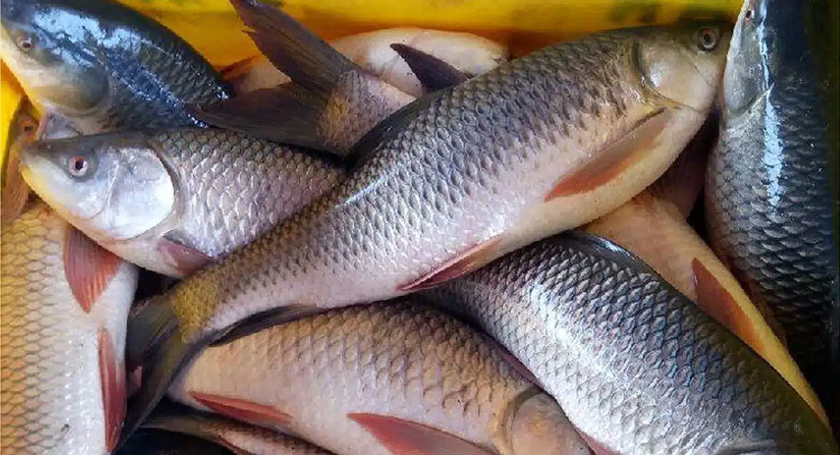 What happens if you eat Fishes in winter