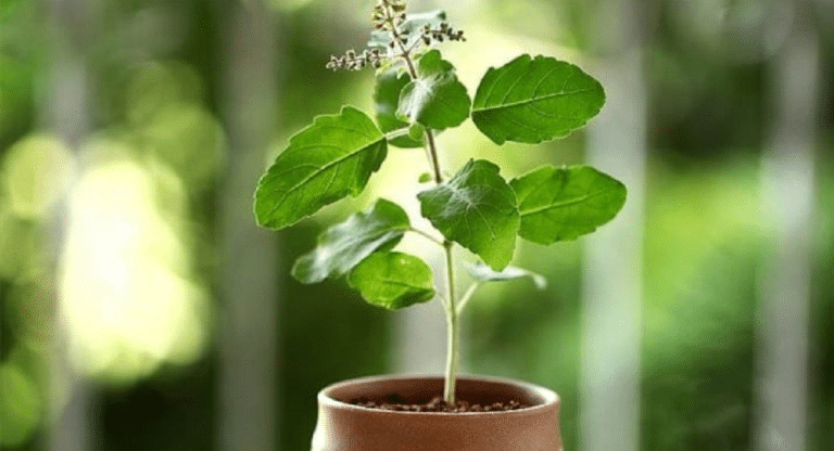Tulsi Tips : తులసిని ఎలాంటి సమయంలో తాకకూడదు… ఈ నియమాలను తప్పకుండా తెలుసుకోవాలి…!!