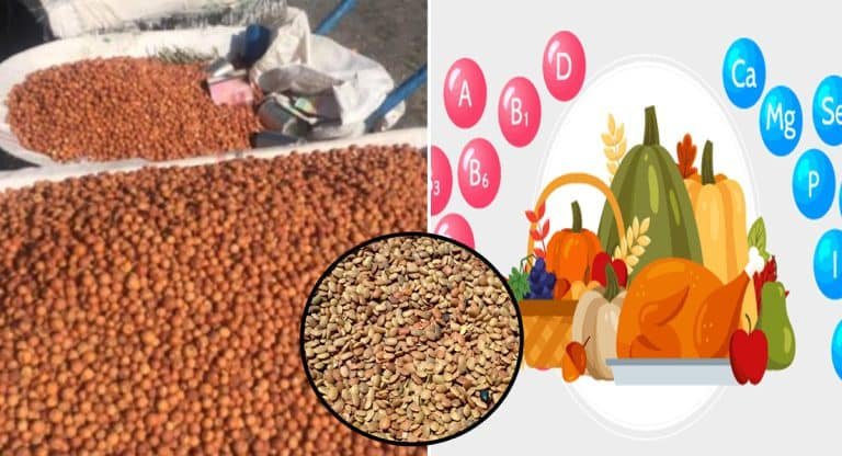 Health Benefits : గుర్రపు ఆహారం అనే ఈ పప్పులో ఎన్ని ప్రయోజనాలో తెలుసా… దీనిలో అద్భుతమైన పోషకాలు ఉన్నాయి..